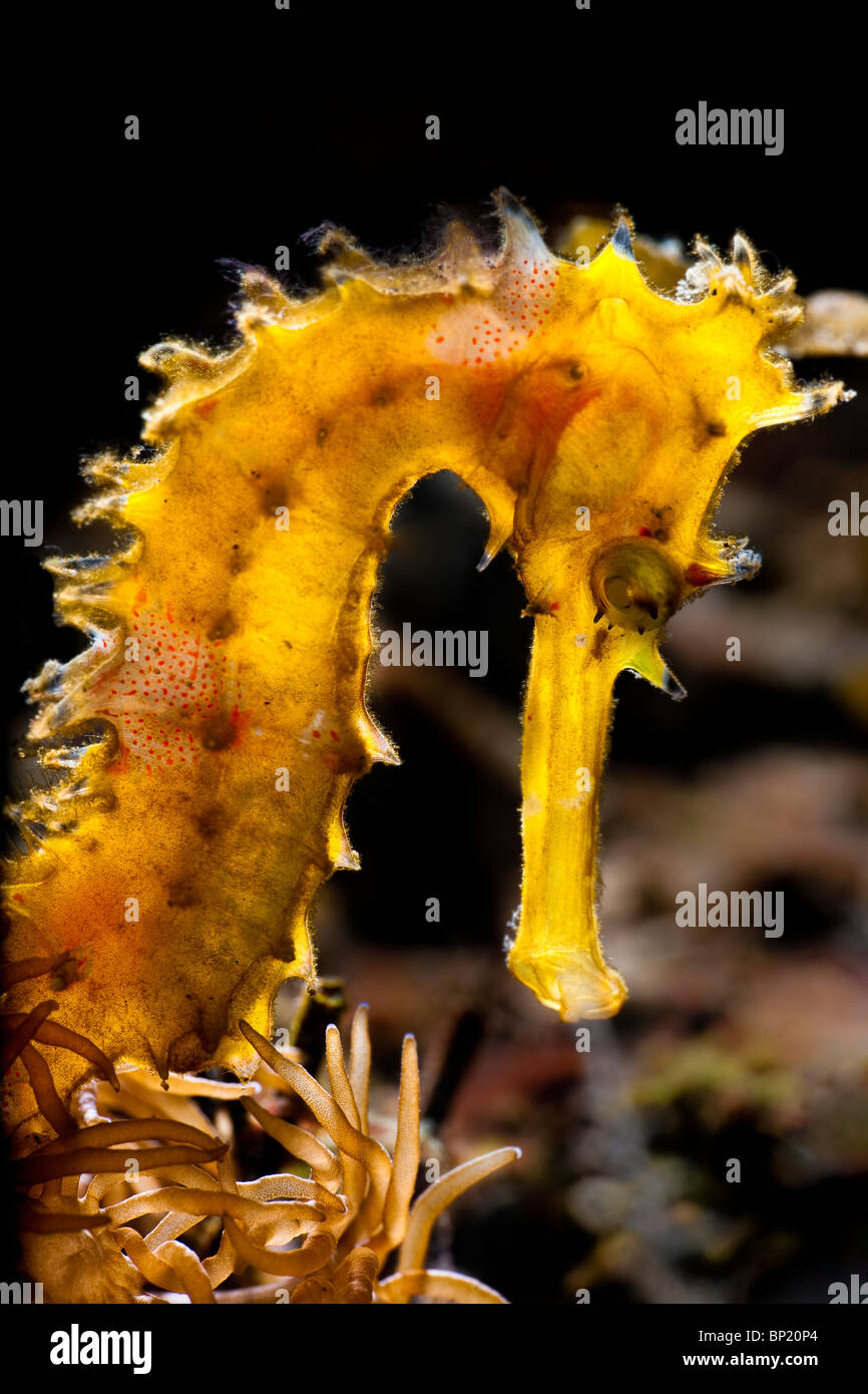 Thorny Seahorse, Hippocampus histrix, Ambon, Banda Sea, Indonesia Stock Photo