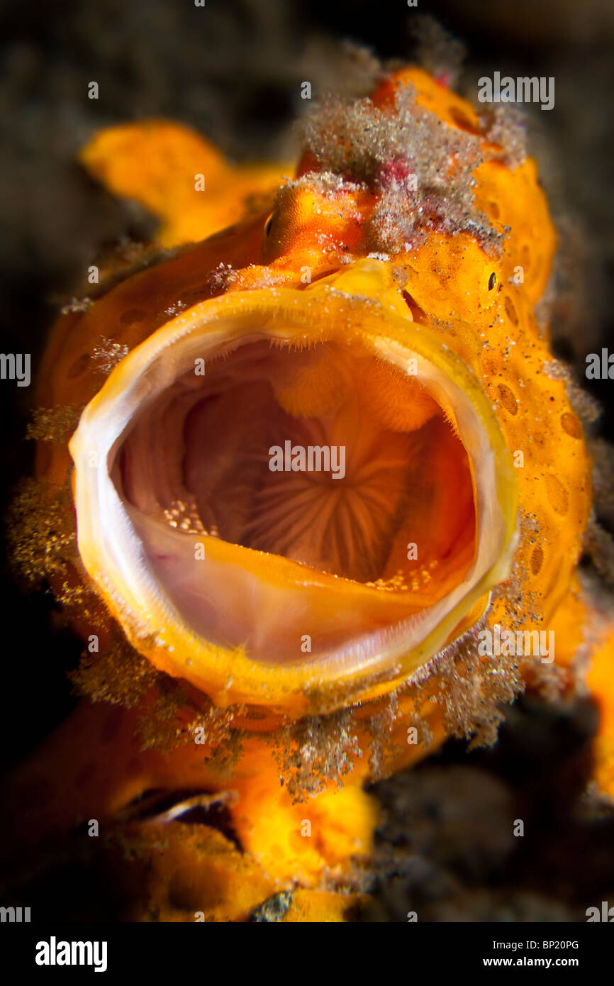 Threatening Gesture Frogfish, Antennarius pictus, Ambon, Banda Sea, Indonesia Stock Photo