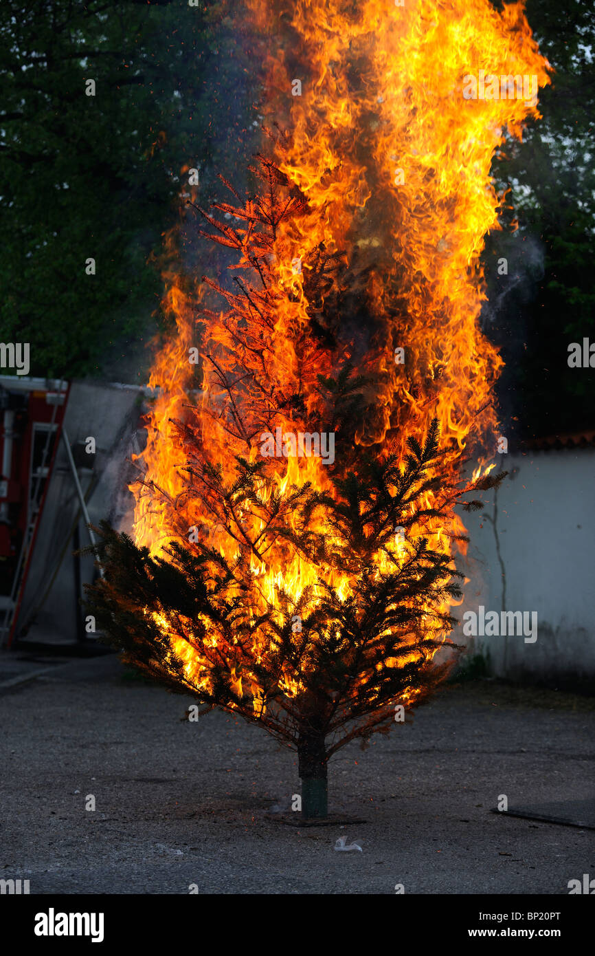 Burning Christmas Tree Sequence. From the Beginning 'till the End. Stock Photo