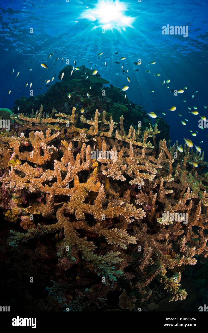 Chromis over Branching Corals, Acropora sp., Pacific Ocean, Solomon Islands Stock Photo