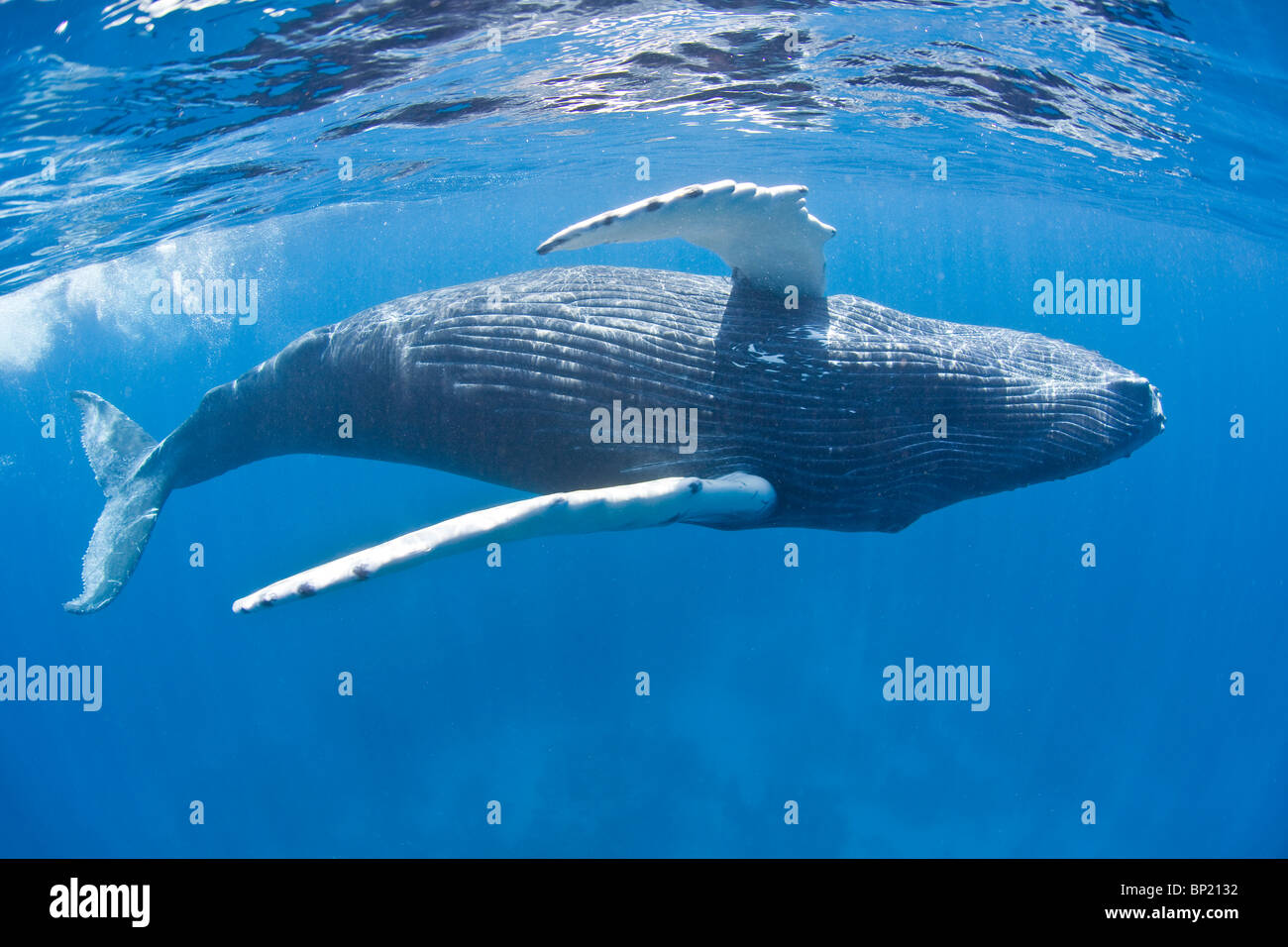 Humpback Whale Calf, Megaptera novaeangliae, Caribbean Sea, Dominican Republic Stock Photo