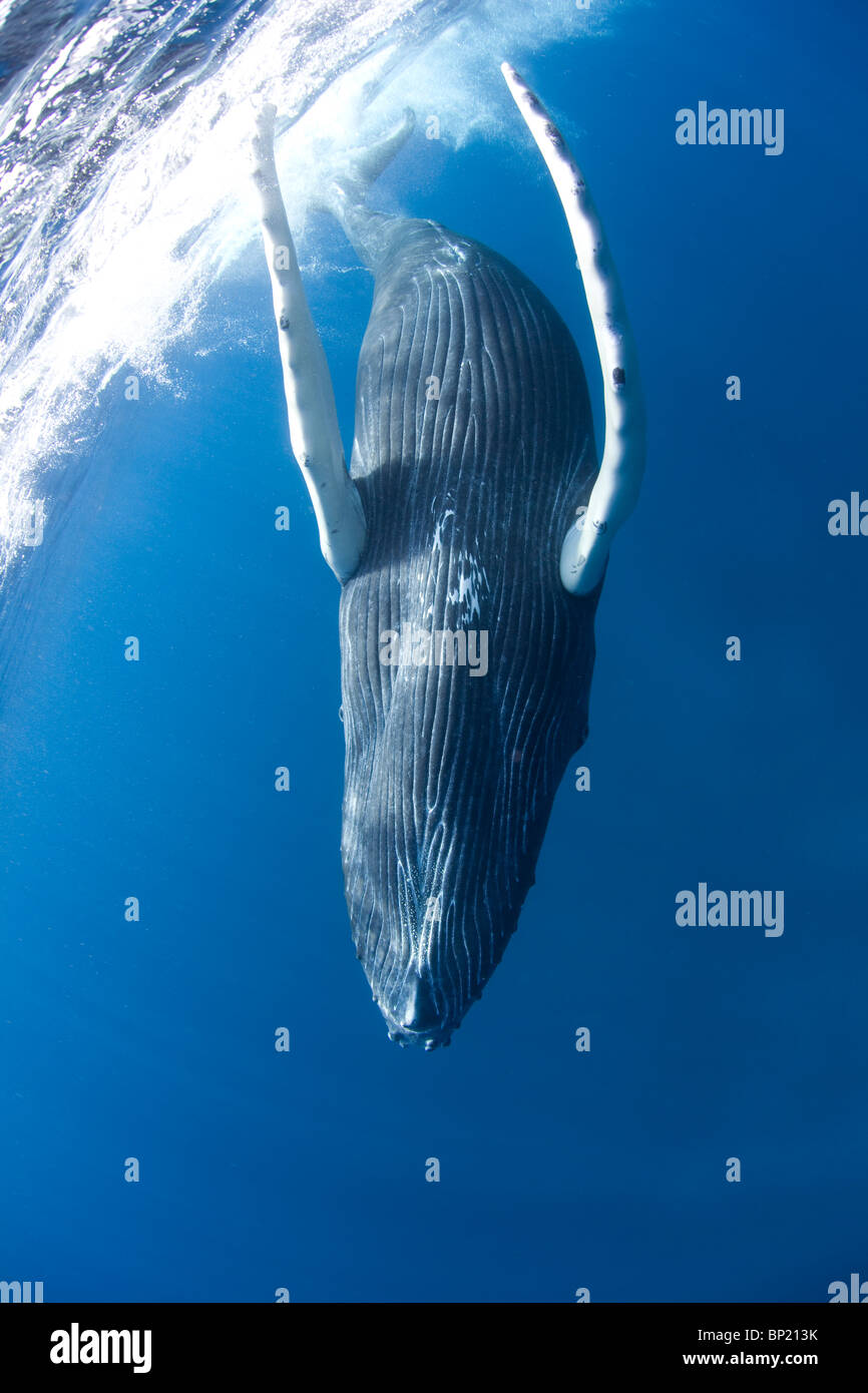 Humpback Whale, Megaptera novaeangliae, Caribbean Sea, Dominican Republic Stock Photo