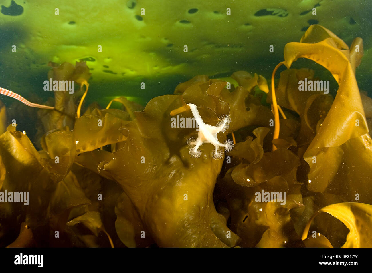 Stalked Jellyfish on Kelp, Lucernaria quadricornis, White Sea, Karelia, Russia Stock Photo