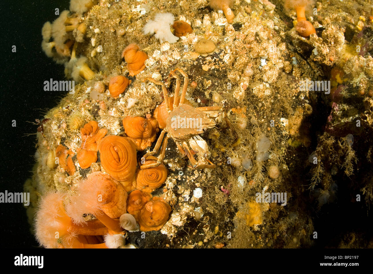 Spider Crab on Plumose Anemone, Hyas sp., Metridium senile, White Sea, Karelia, Russia Stock Photo
