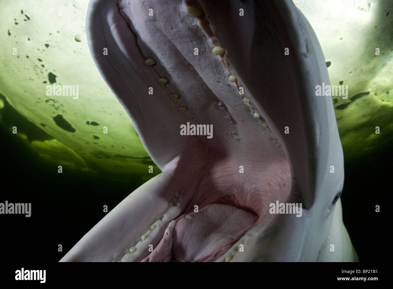 Beluga Whale open Mouth, Delphinapterus leucas, White Sea, Karelia, Russia Stock Photo