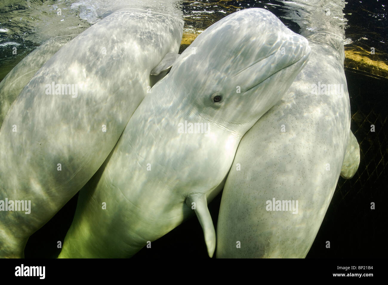 Three Beluga Whales, Delphinapterus leucas, White Sea, Karelia, Russia Stock Photo