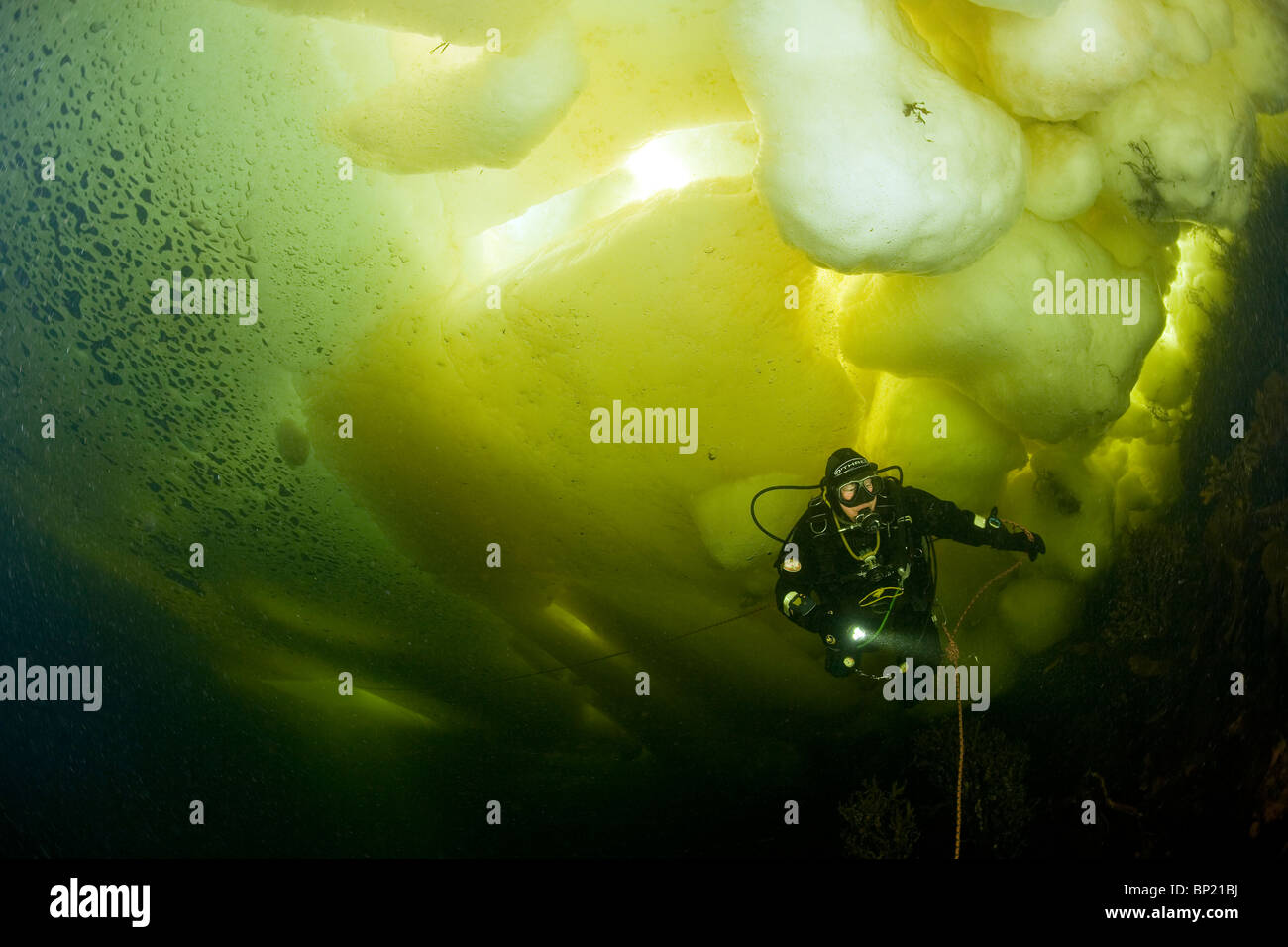 Diving under Ice, White Sea, Karelia, Russia Stock Photo Alamy