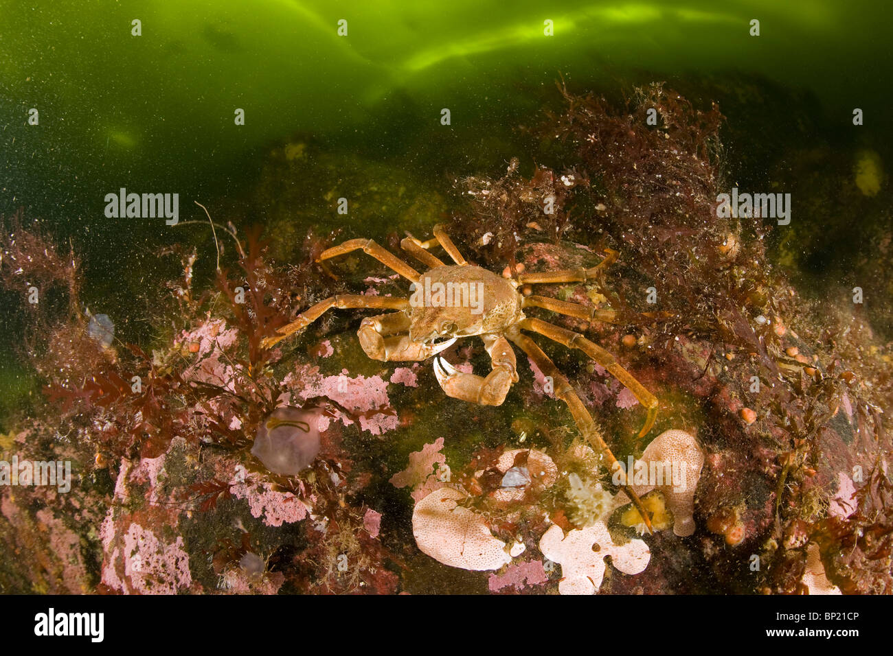 Kelp Spider Crab, Hyas araneus, White Sea, Karelia, Russia Stock Photo