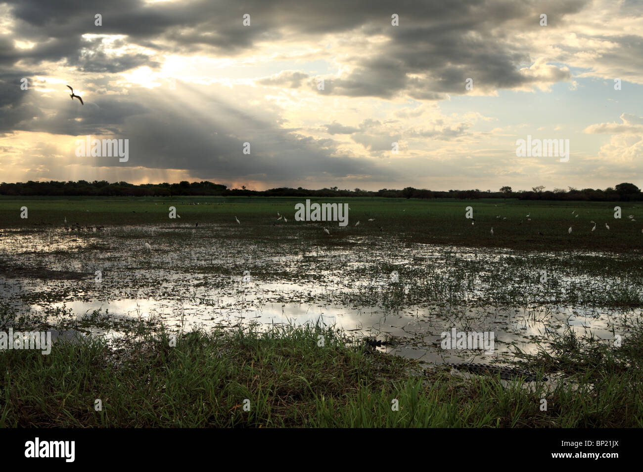 Yellow Water Billabong, Kakadu National Park, Northern Territory ...