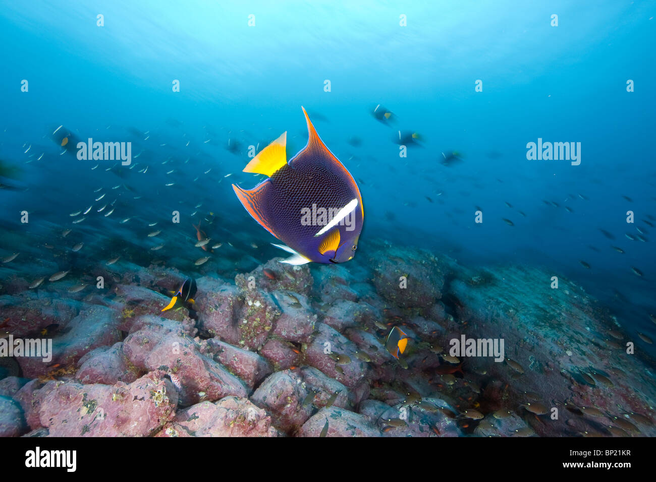 King Angelfish, Holacanthus passer, Malpelo, East Pacific Ocean, Colombia Stock Photo