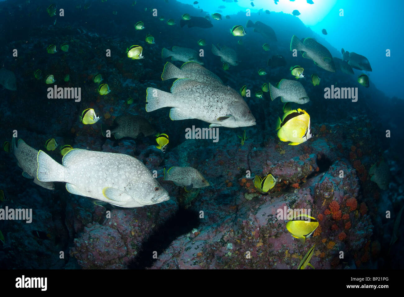 Group of Leather Bass, Dermatolepis dermatolepis, Malpelo, East Pacific Ocean, Colombia Stock Photo