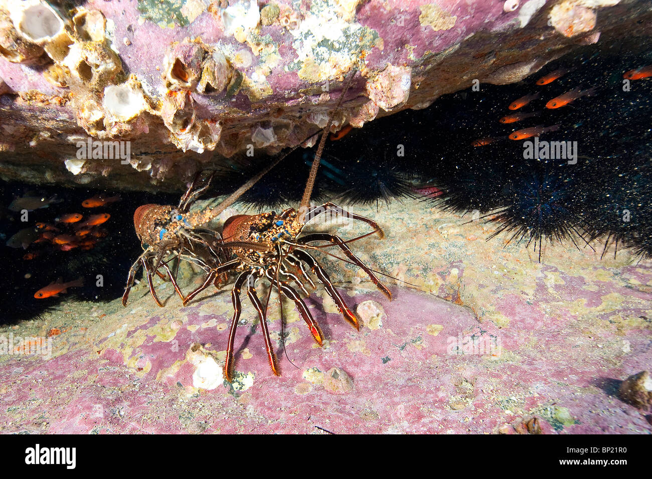 Spiny Lobster, Panulirus penicillatus, Malpelo, East Pacific Ocean, Colombia Stock Photo