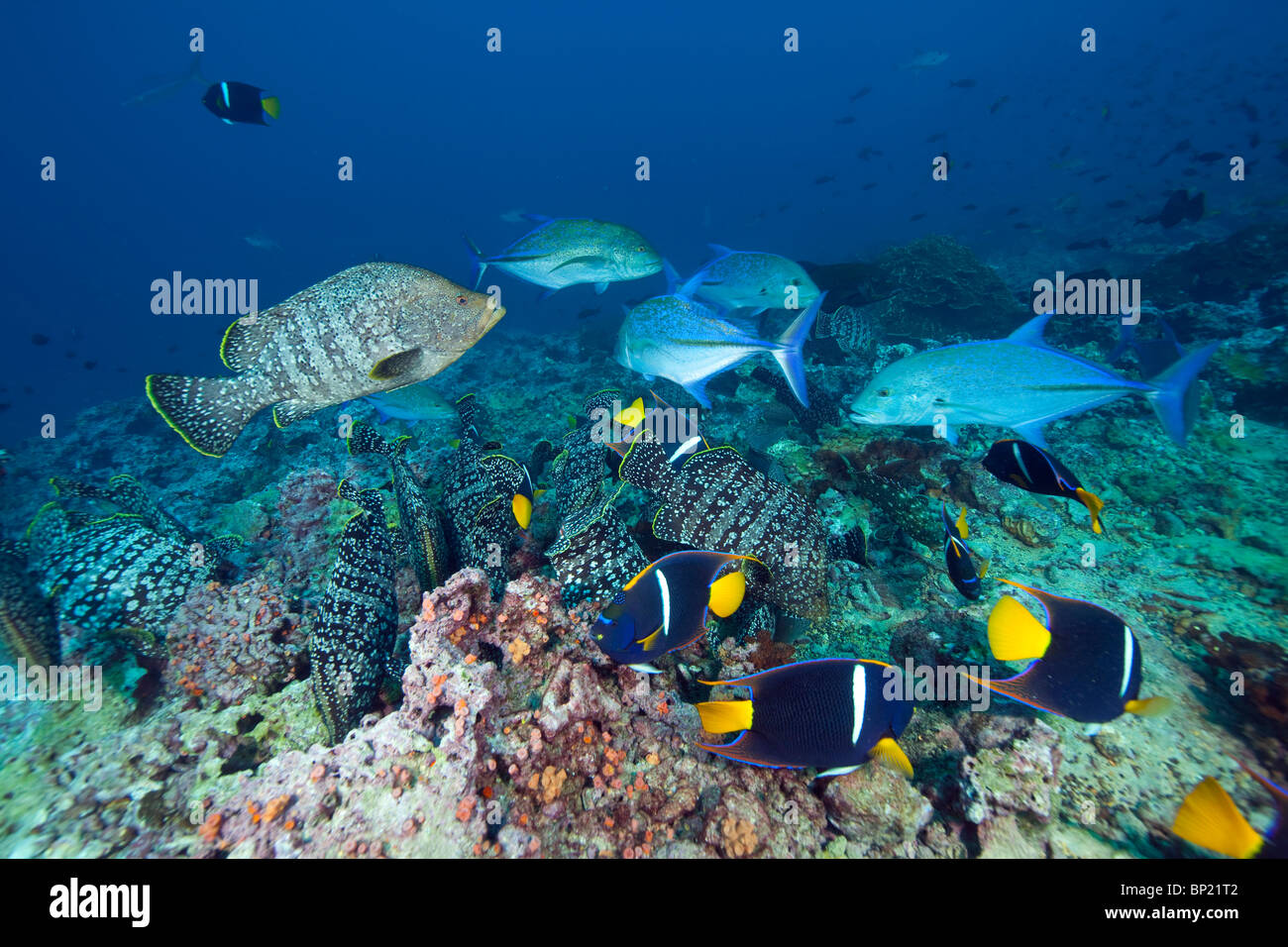 Leather Bass and King Angelfish, Dermatolepis dermatolepis, Holacanthus passer, Malpelo, East Pacific Ocean, Colombia Stock Photo