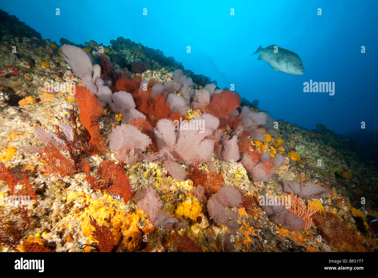 Reef covered with Seafan, Malpelo, East Pacific Ocean, Colombia Stock Photo