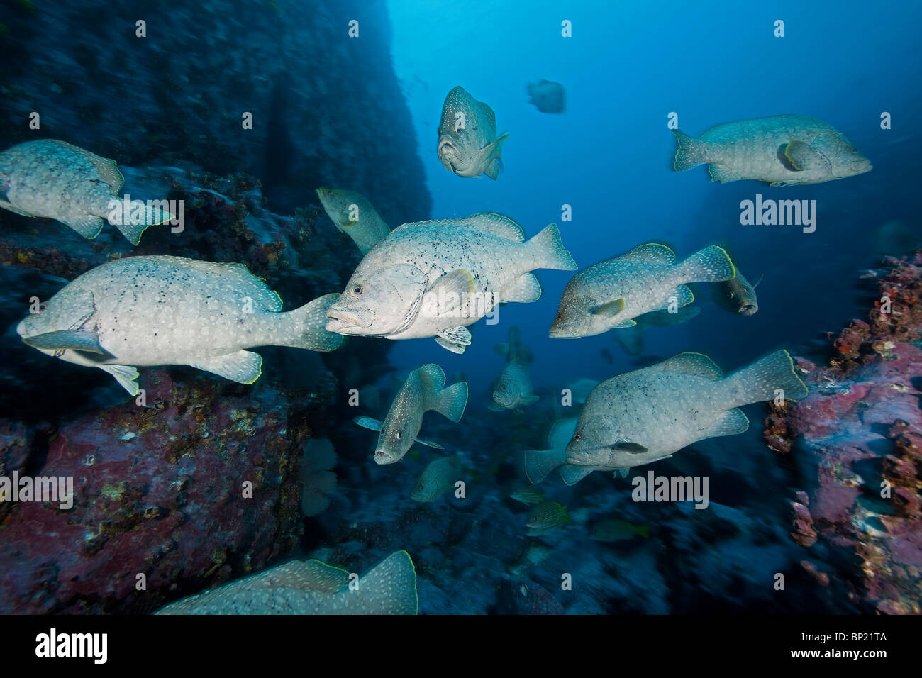 Group of Leather Bass, Dermatolepis dermatolepis, Malpelo, East Pacific Ocean, Colombia Stock Photo