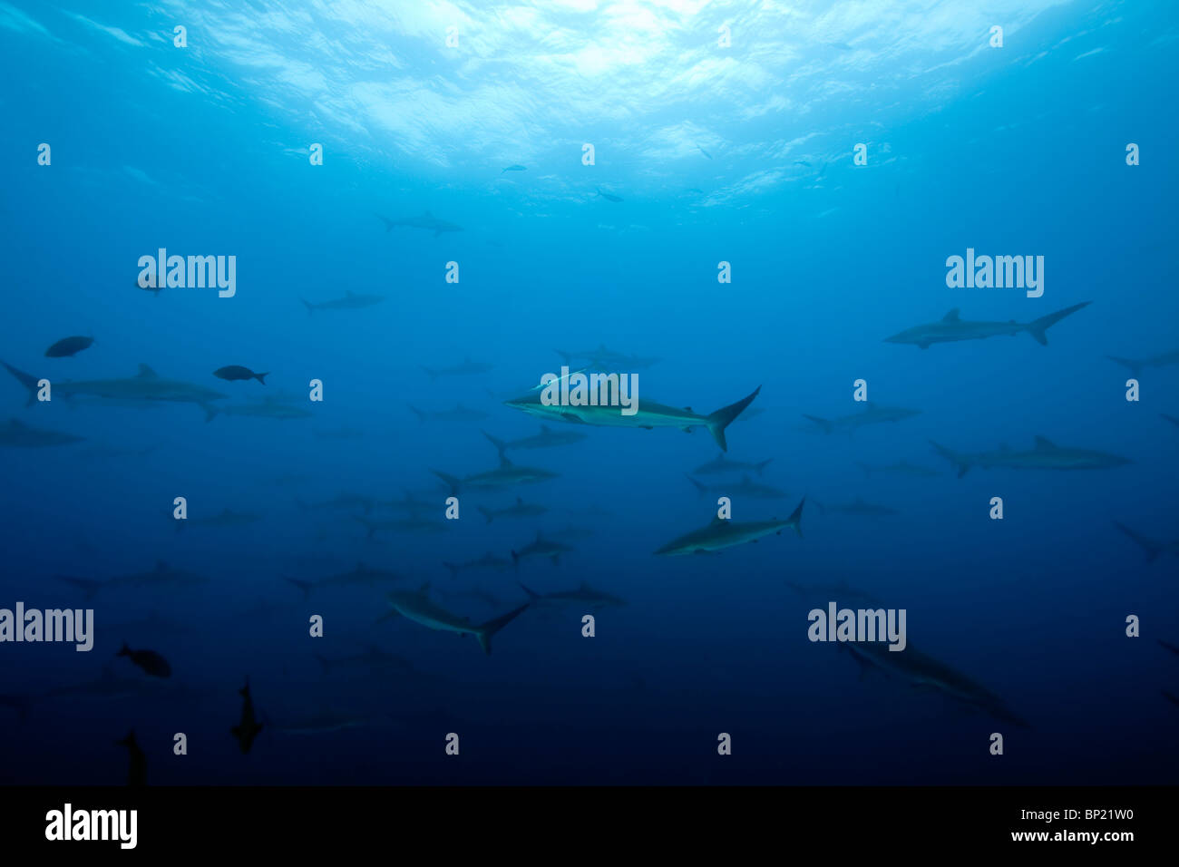 Shoal of sharks hi-res stock photography and images - Alamy