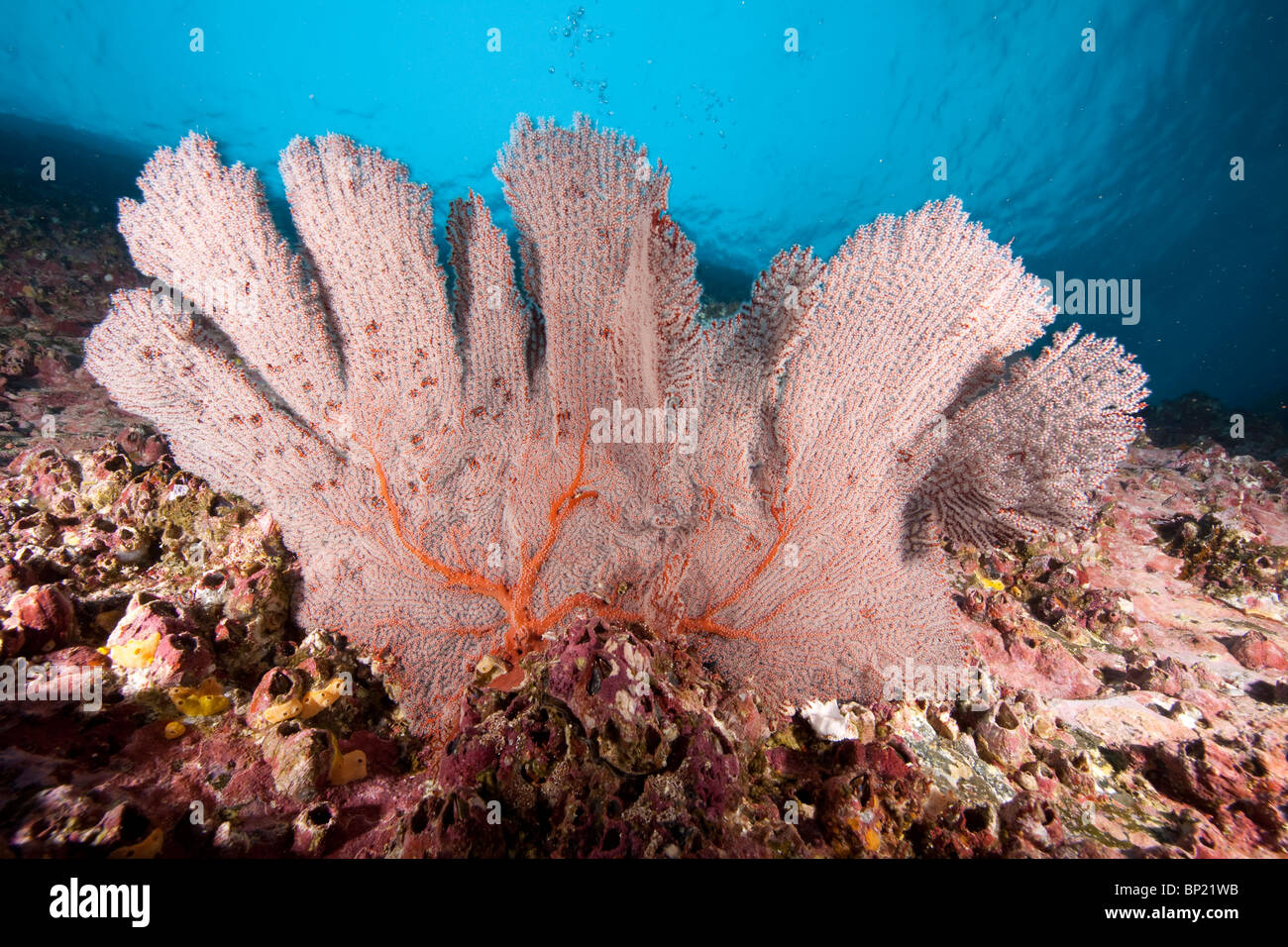 Coral growing at Reef, Malpelo, East Pacific Ocean, Colombia Stock Photo