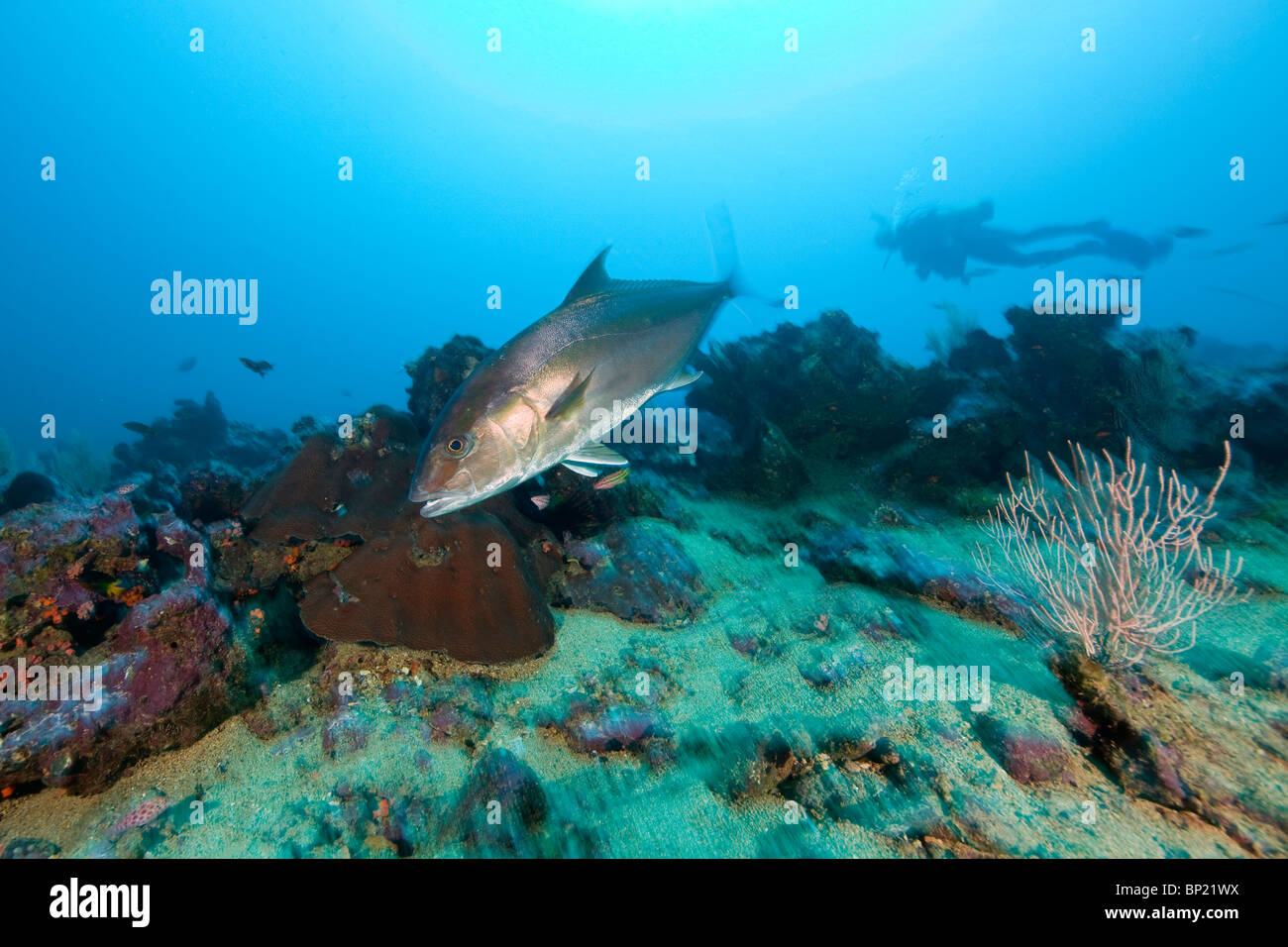 Almaco Jack, Seriola rivoliana, Malpelo, East Pacific Ocean, Colombia Stock Photo