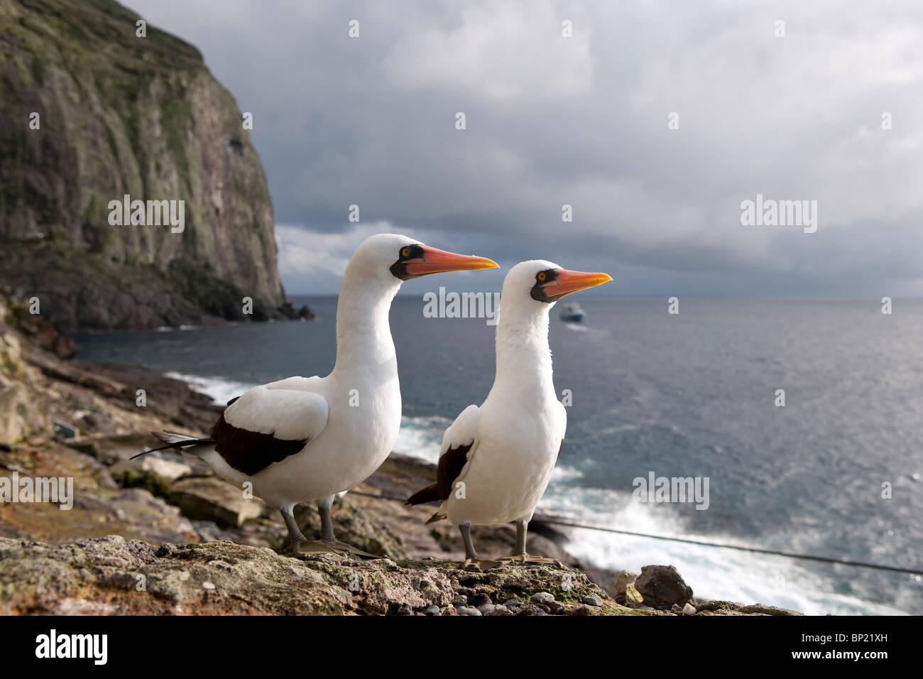 Couple of Masked Booby, Sula dactylatra, Malpelo, East Pacific Ocean, Colombia Stock Photo