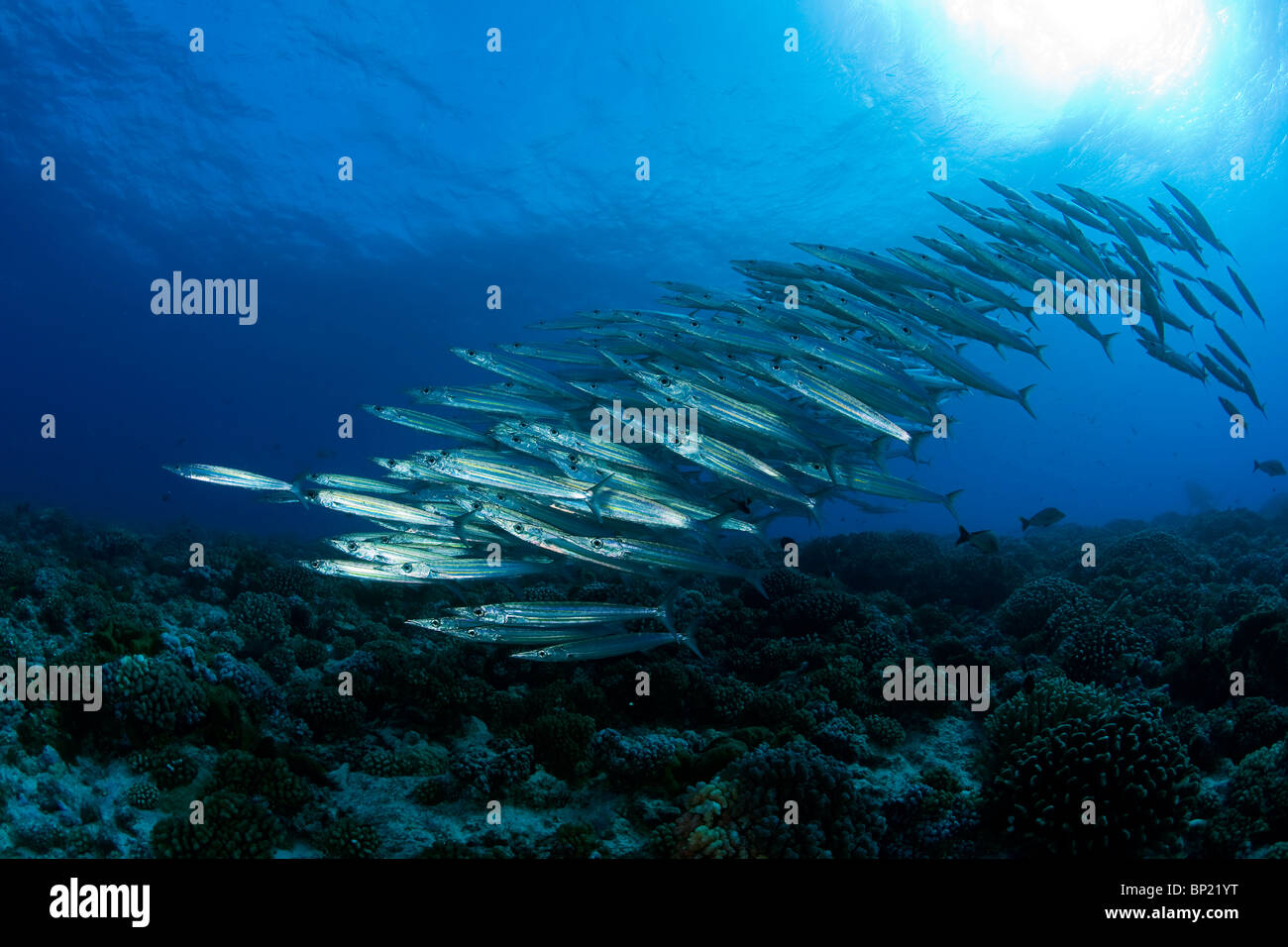 Shoal of Hellers Barracuda, Sphyraena helleri, Rangiroa, French Polynesia Stock Photo