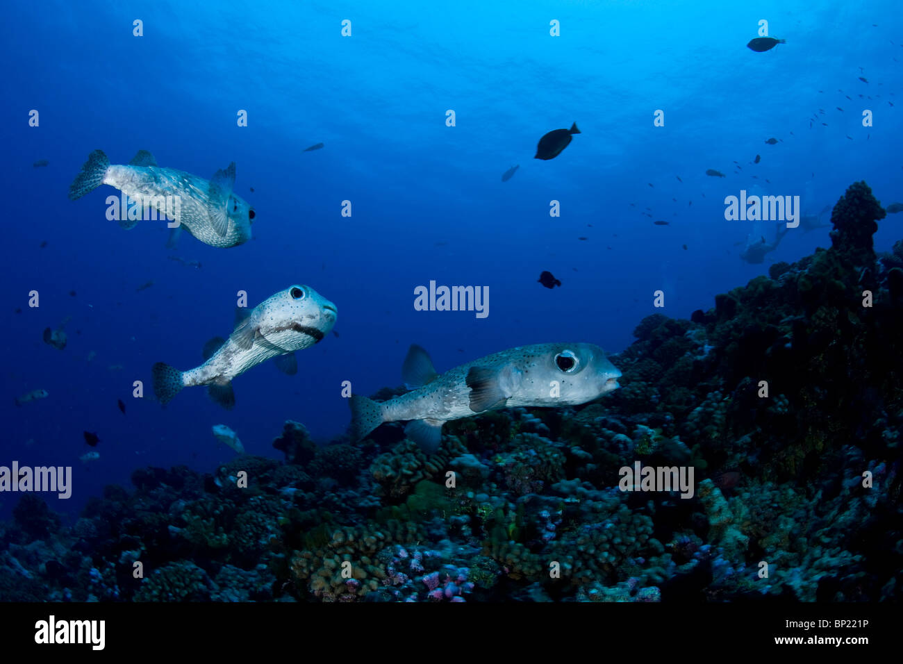 Pocupinefish over Reef, Diodon hystrix, Rangiroa, French Polynesia Stock Photo