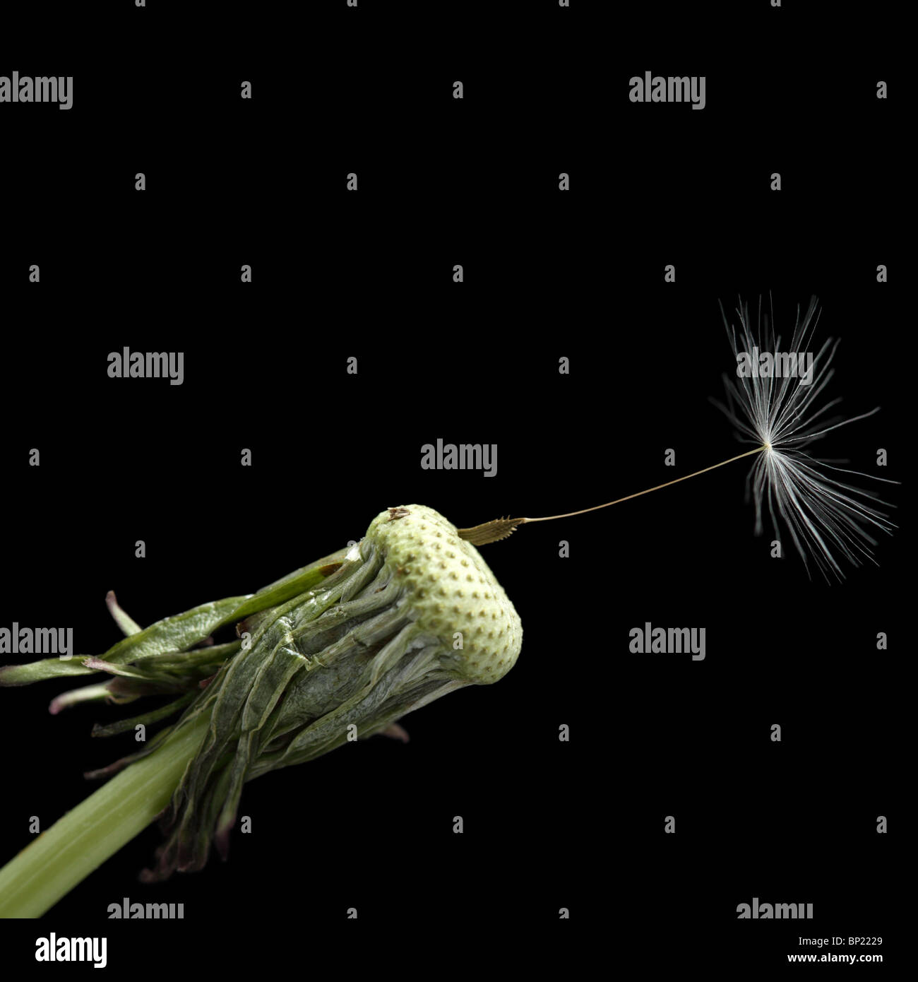 One seed on dandelion, isolated on black Stock Photo