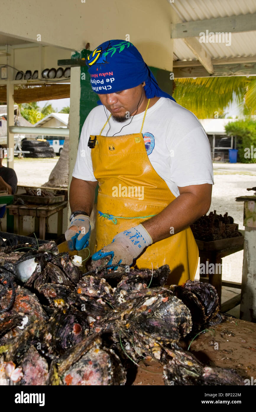 Worker cleaning Oysters at Pearl Farm, Rangiroa, French Polynesia Stock Photo