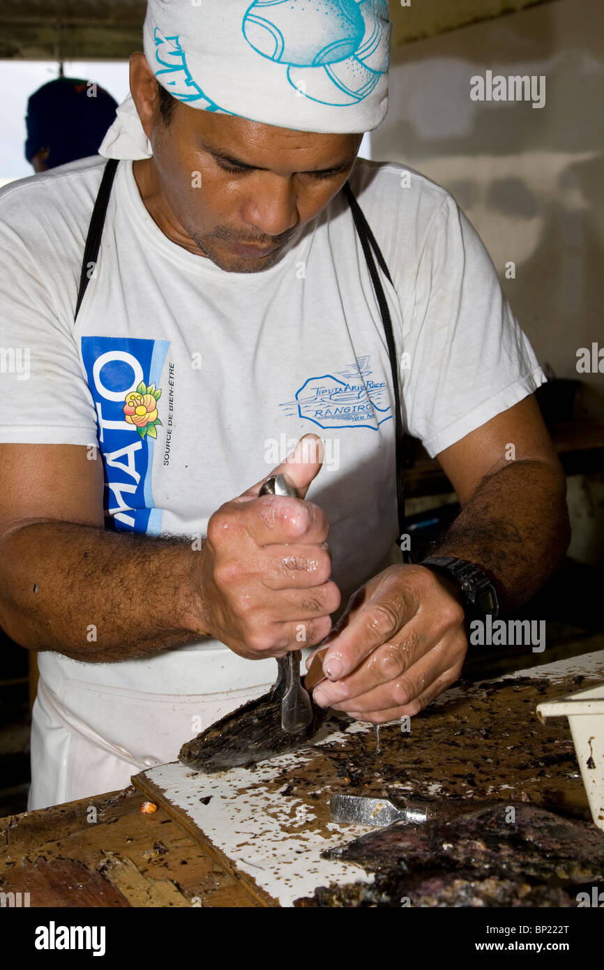 Worker open Oysters at Pearl Farm, Rangiroa, French Polynesia Stock Photo