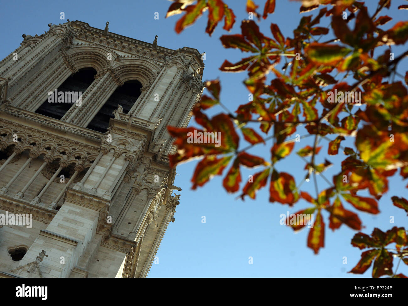 Autumn leaves pictured alongside the Notre Dame Cathedral in Paris, France. Stock Photo