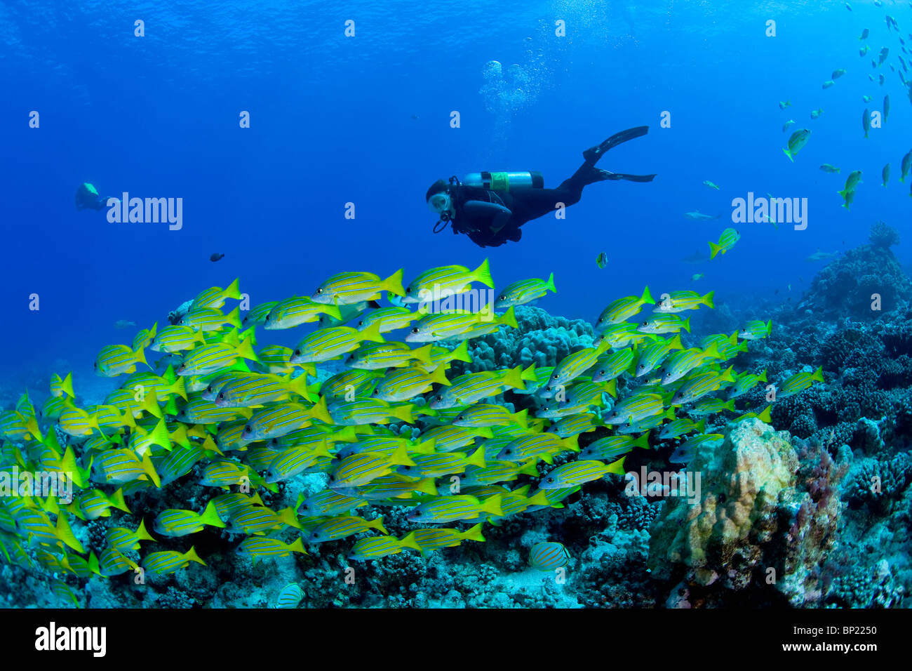 Scuba Diver and Shoal of Bluelined Snapper, Lutjanus kasmira, Moorea, French Polynesia Stock Photo