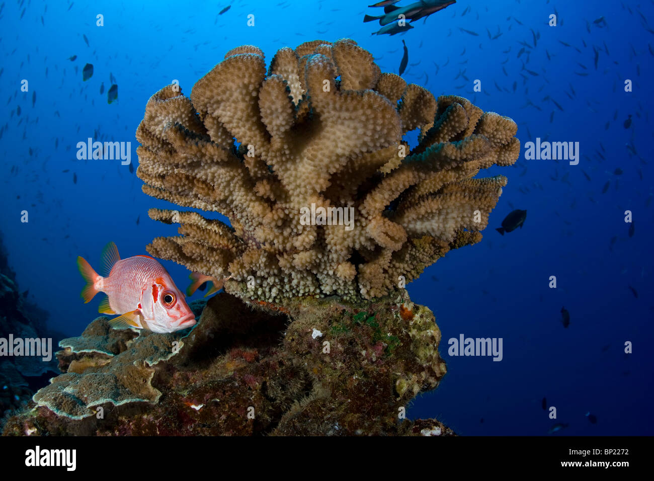 Squirrelfish under Hard Coral, Sargocentron spiniferum, Manihi, French Polynesia Stock Photo