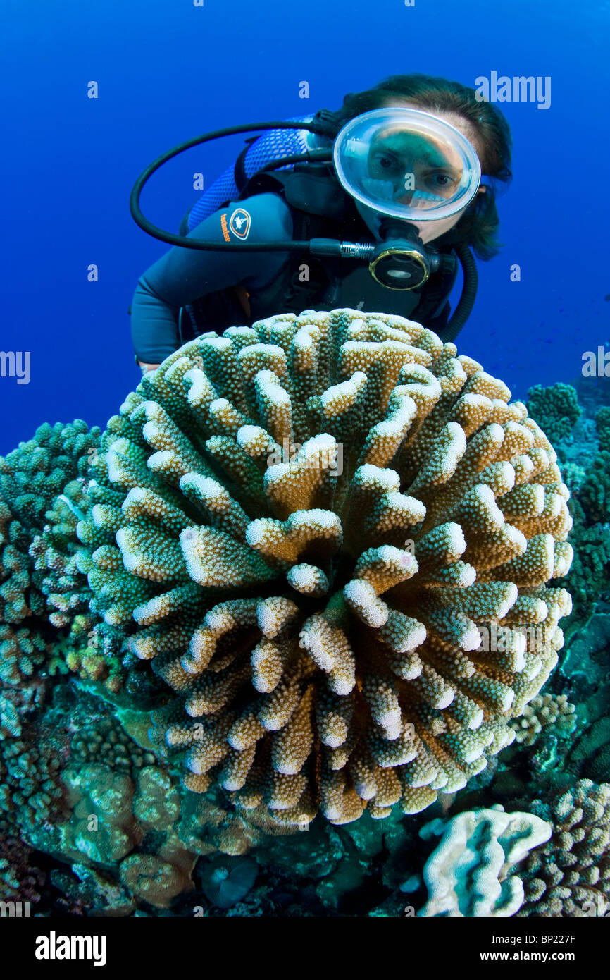 Scuba Diver and Antler Coral, Pocillopora eydouxi, Manihi, French Polynesia Stock Photo