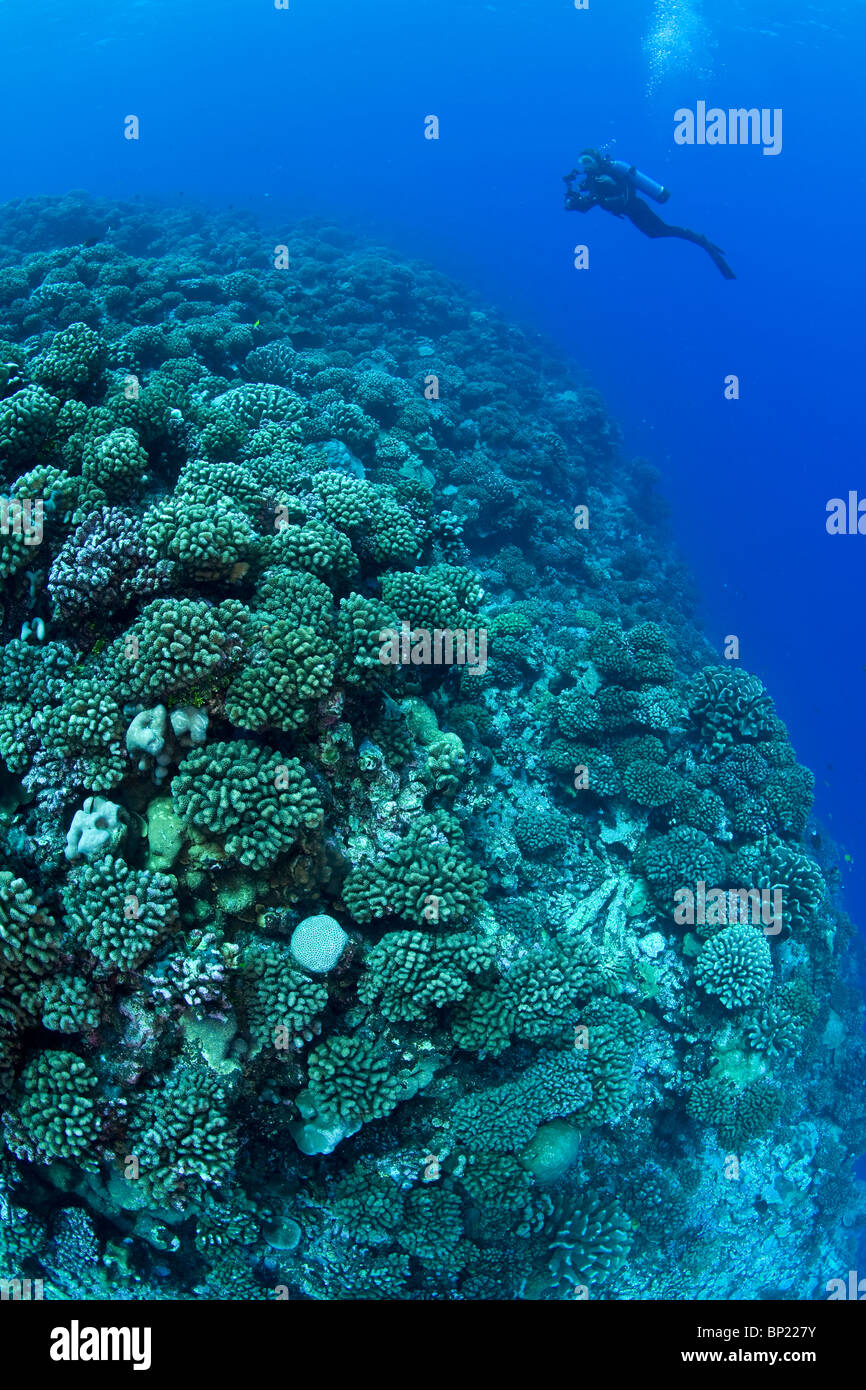 Scuba Diving over Hard Coral Reef, Manihi, French Polynesia Stock Photo ...