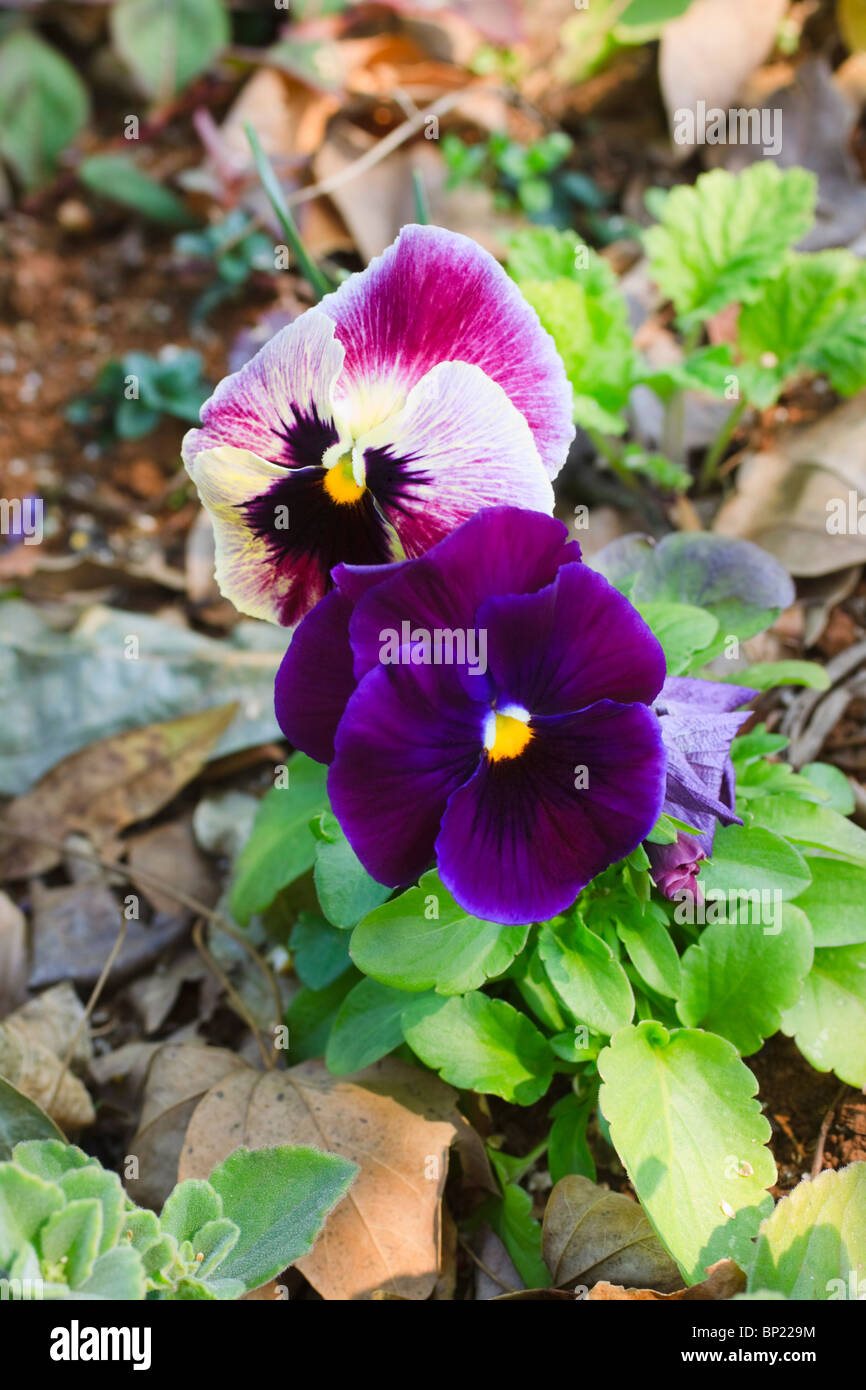 Purple and variegated coloured pansies in a garden. Family: Violaceae, Genus: Viola, Species: V. tricolor. Stock Photo