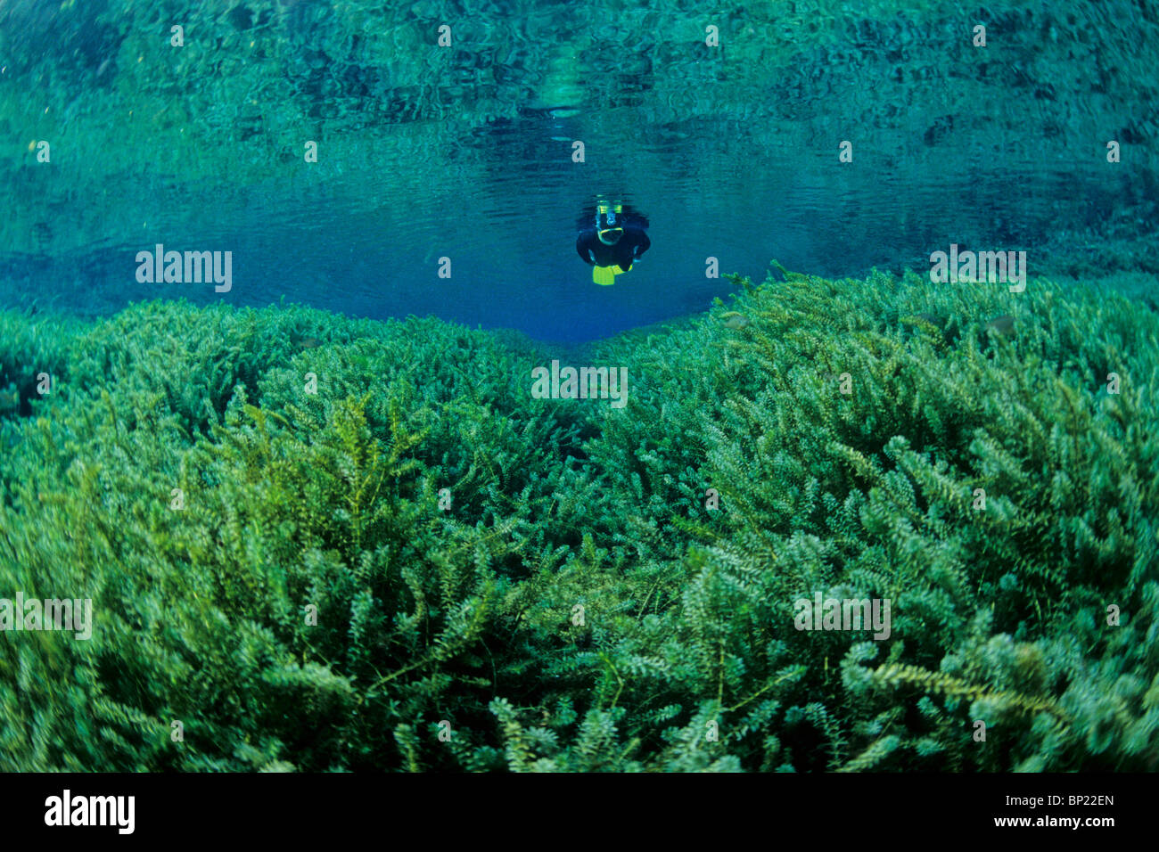 Snorkeling at Ginnie Springs, Ginnie Springs, Florida, USA Stock Photo