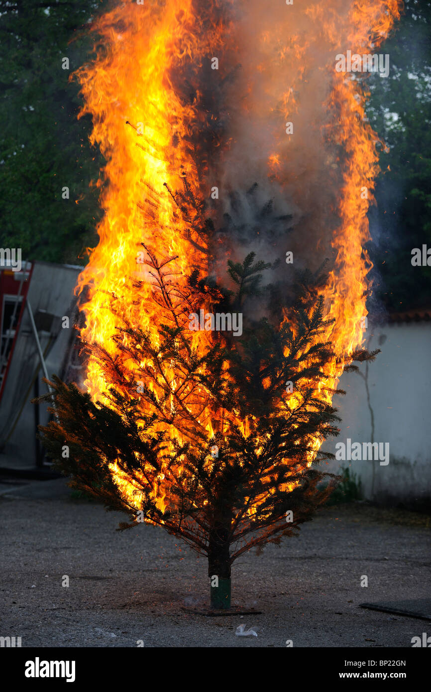 Burning Christmas Tree Sequence. From the Beginning 'till the End. Stock Photo