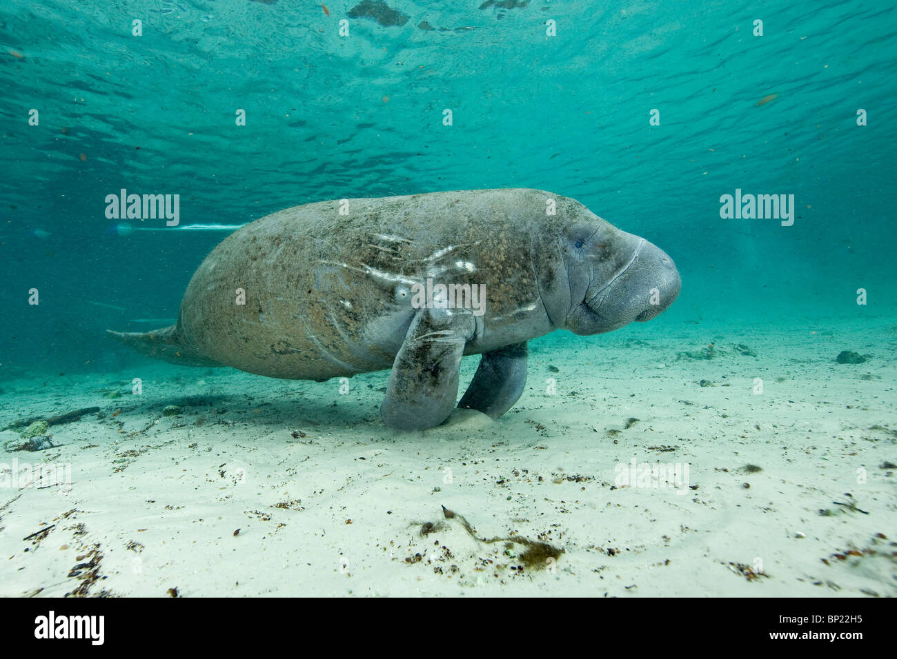 Manatee with injuries of motor boat propeller, Trichechus manatus latriostris, Crystal River