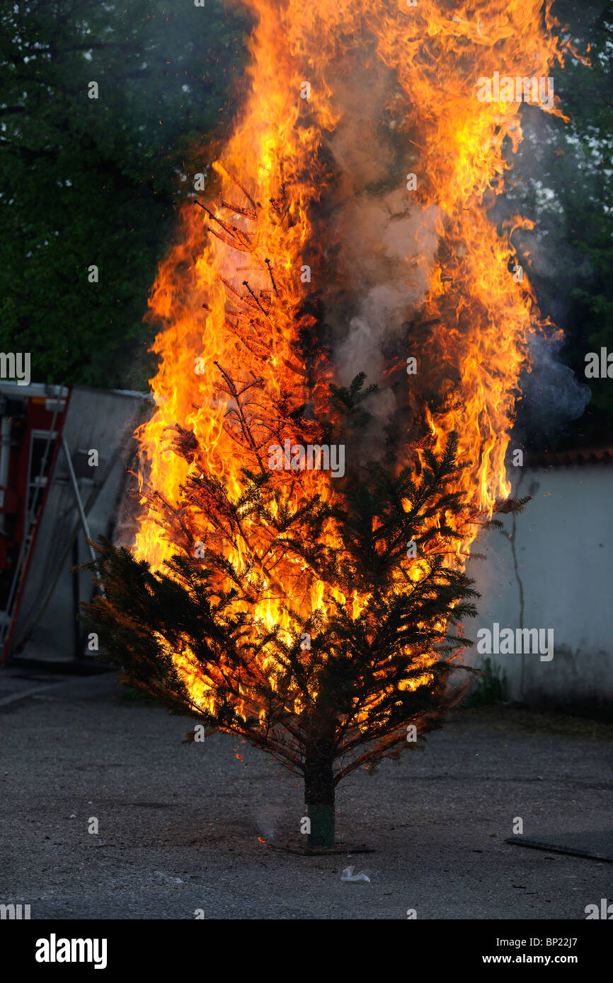 Tree Cold Pyro Yellow flame tree hi-res stock photography and images - Alamy