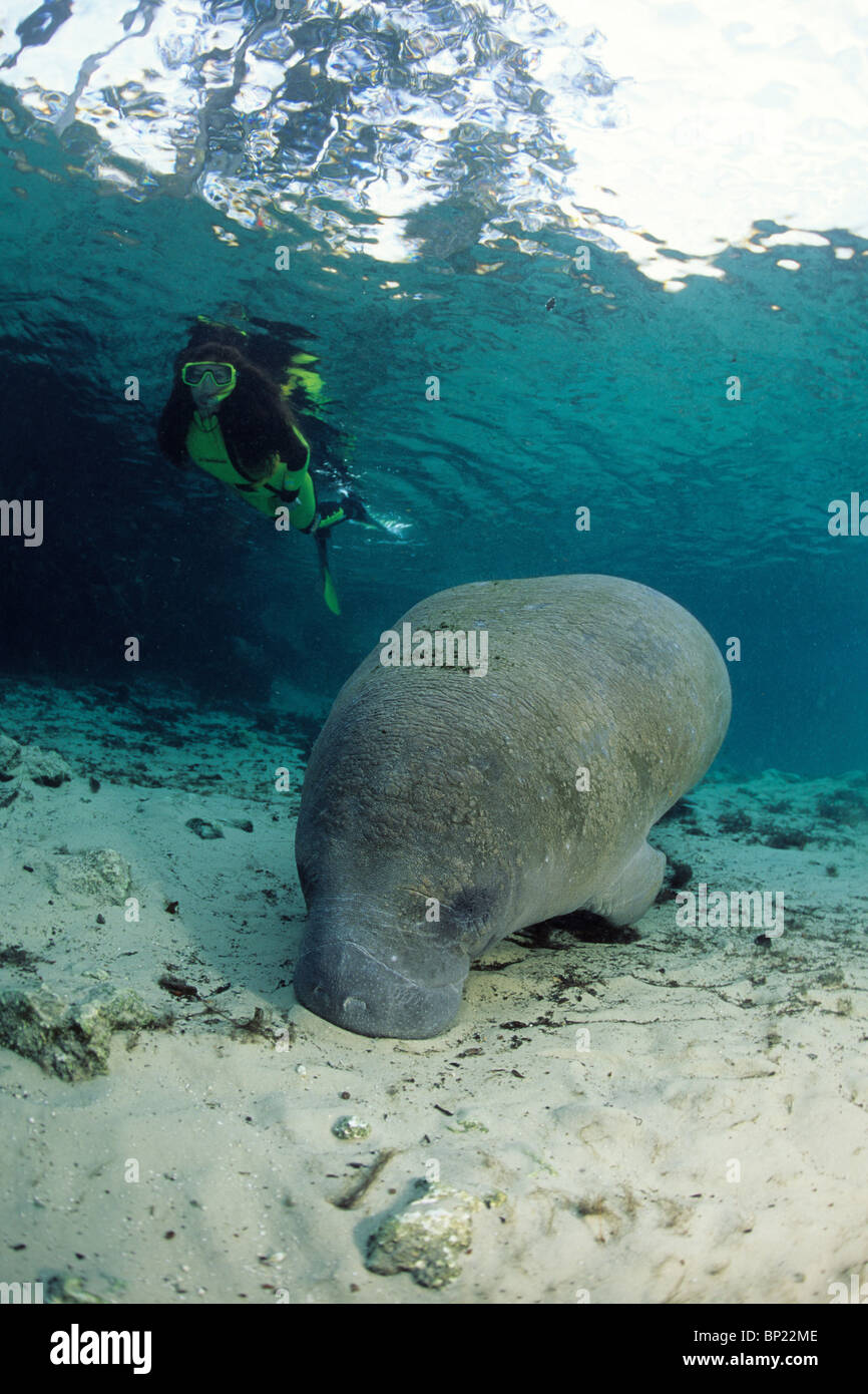 Snorkeling with Manatee, Trichechus manatus latriostris, Crystal River
