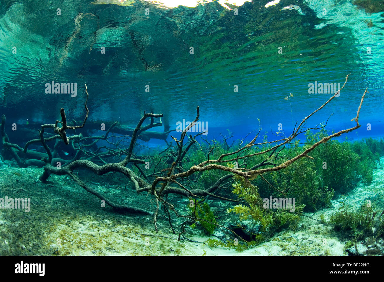 Impressions of Rainbow River, Rainbow River, Florida, USA Stock Photo