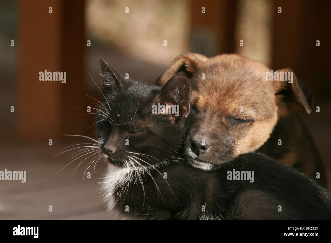 Kitten and puppy dreaming together Stock Photo