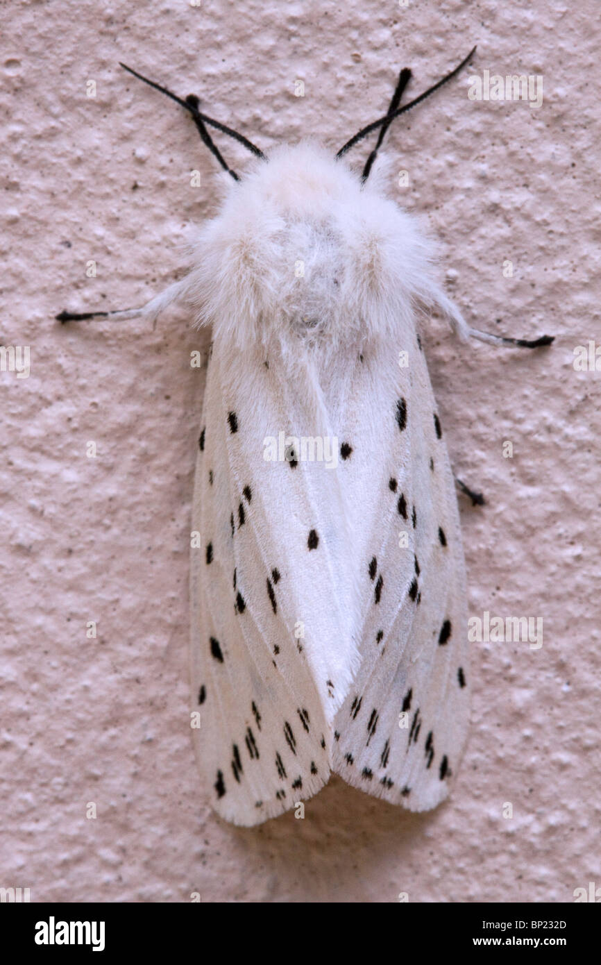 A photograph of a White Ermine Moth Stock Photo