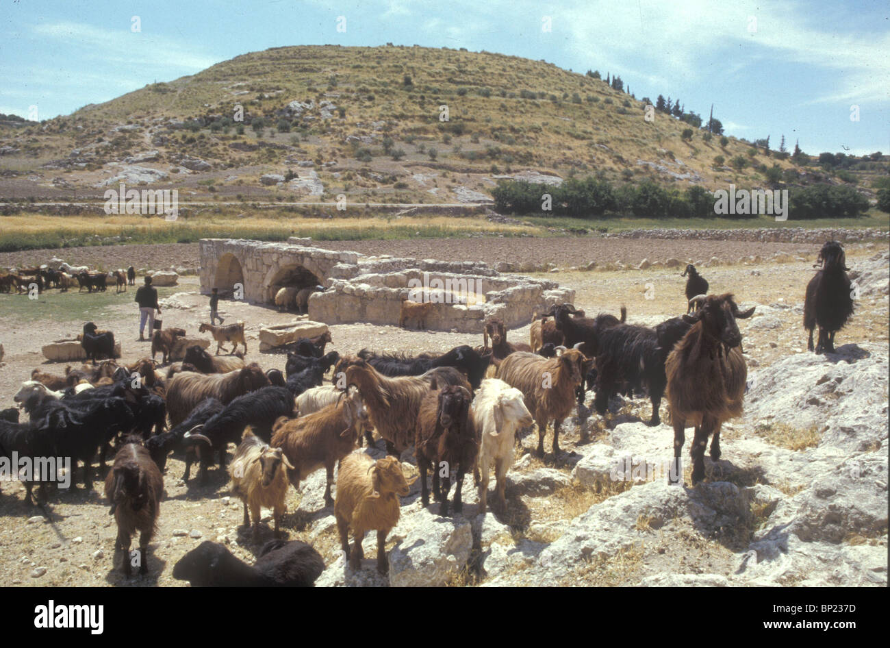 GOATS BEING WATERED NEAR TEL KEILAH CITY IN THE PLAIN MENTIONED IN THE EL AMARNA LETTERS. DAVID SAVED THE CITY FROM THE Stock Photo