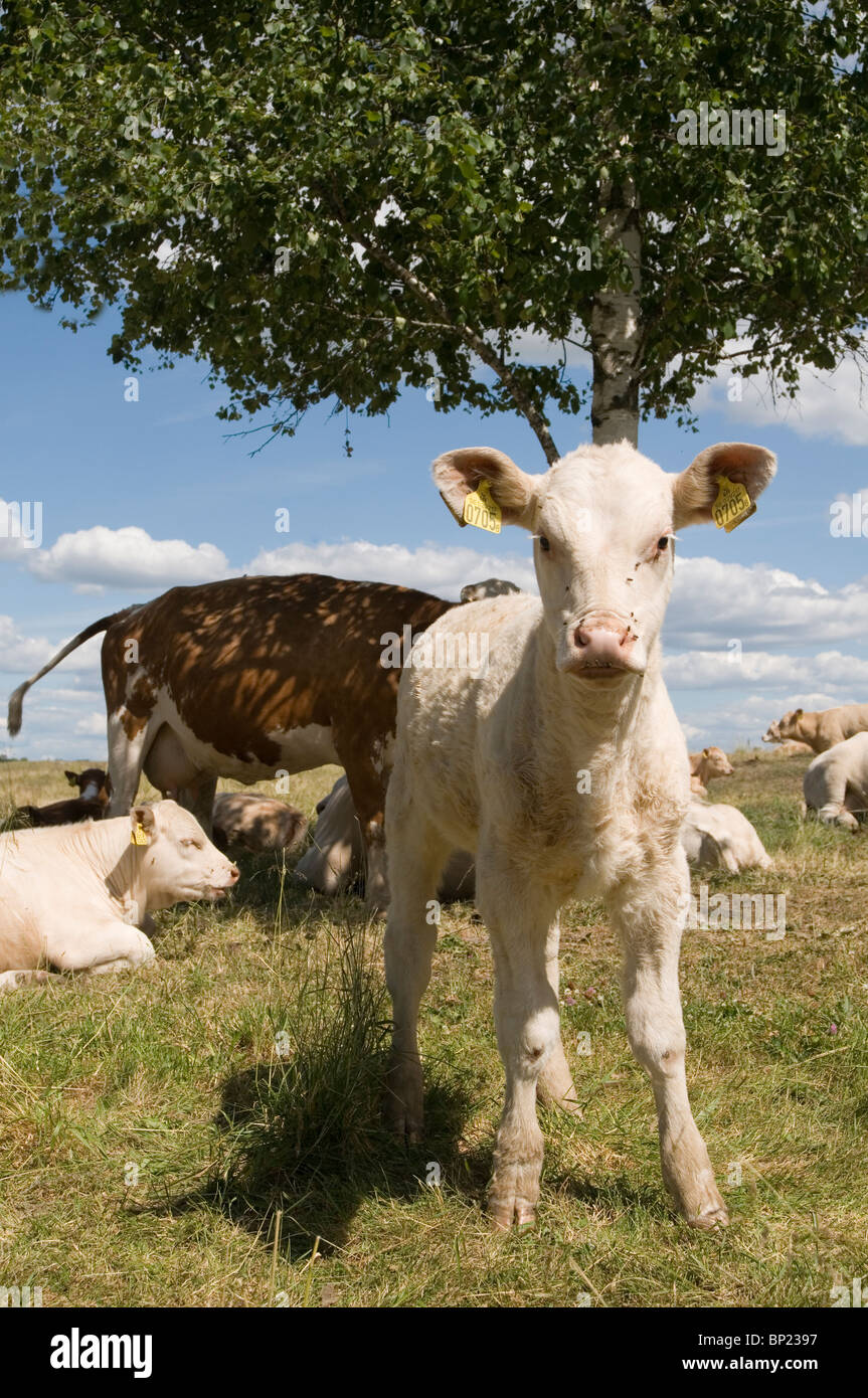 calf calfs calves feed feeding cow cows udder udders teat teats beef steer farm farming farmer