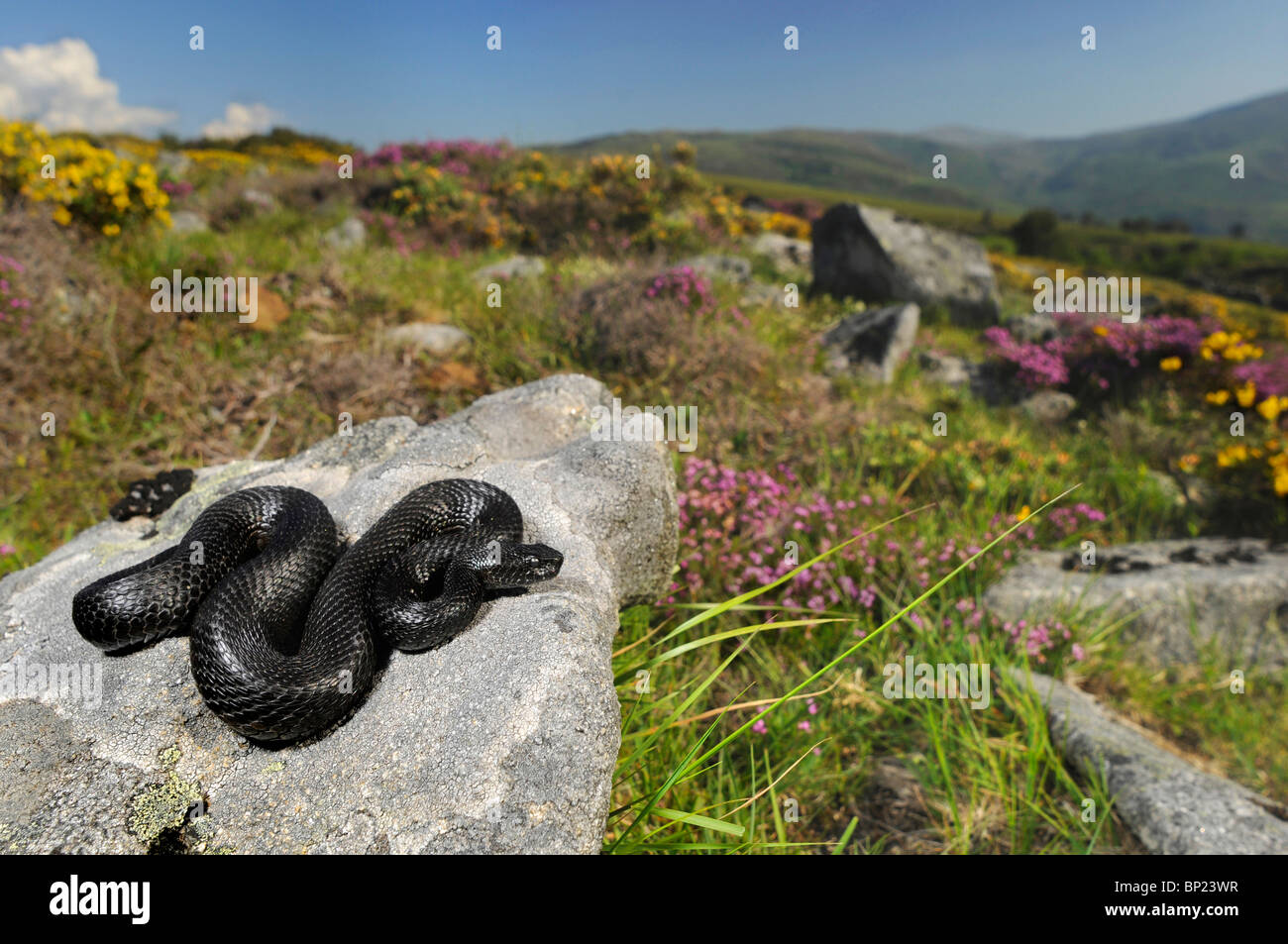 Iberian adder, Pyrenean viper, Portugese viper (Vipera seoanei), melanistic adder, Portugal Stock Photo