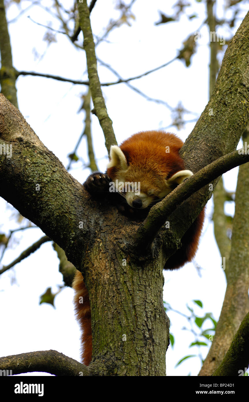 Close-up of a Red Panda Stock Photo