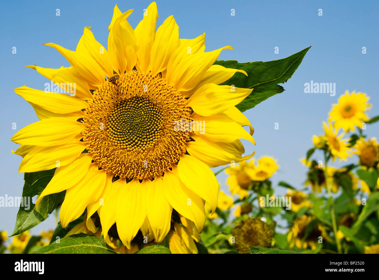 Big sunflower with flying bee under blue sky Stock Photo