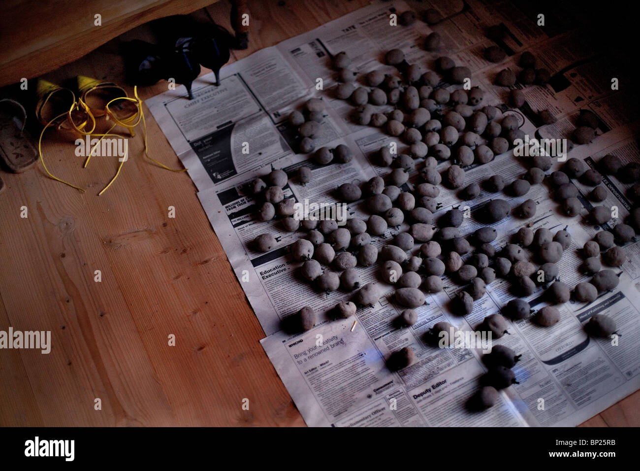 new potatoes freshly dug from the earth Stock Photo