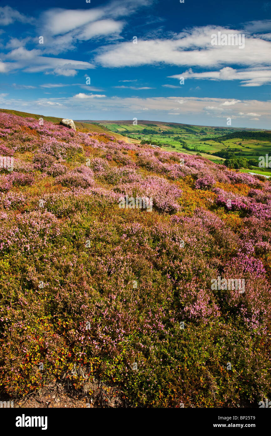 Heather Fryupdale, North York Moors National Park Stock Photo