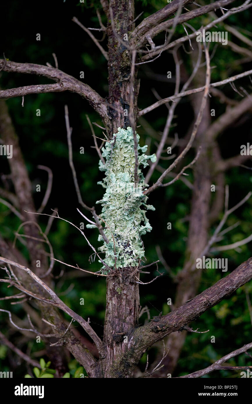 A patch of lichen on a tree in rural, southern france Stock Photo